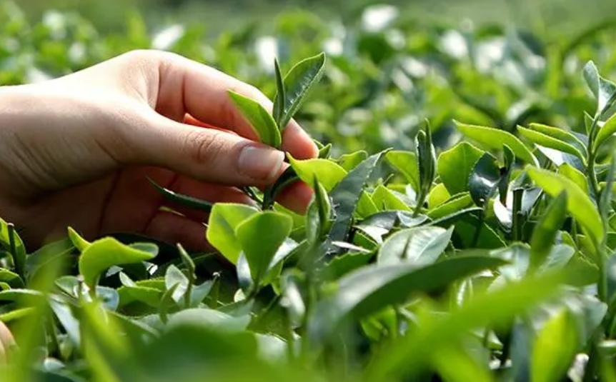 阳康后适合喝什么茶,阳了喝什么可以缓解