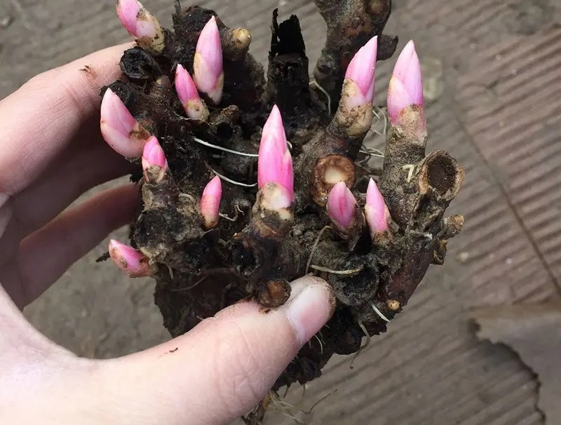 买花怎么养才不会枯萎,买花盆栽最省钱的方法