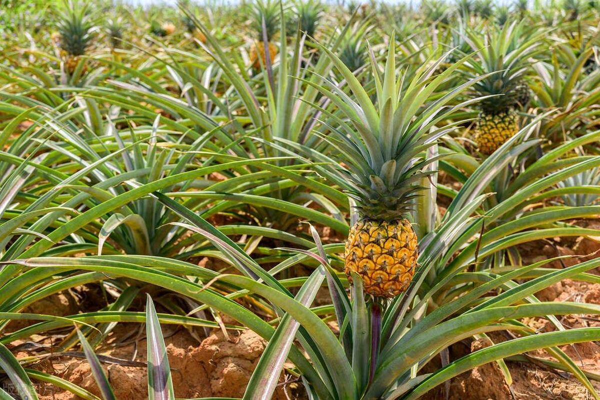 菠萝如何种植与管理,菠萝种植要施什么肥