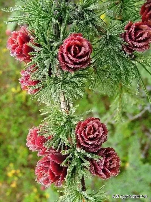 最漂亮的松树开花图片,哪种松树开花好看