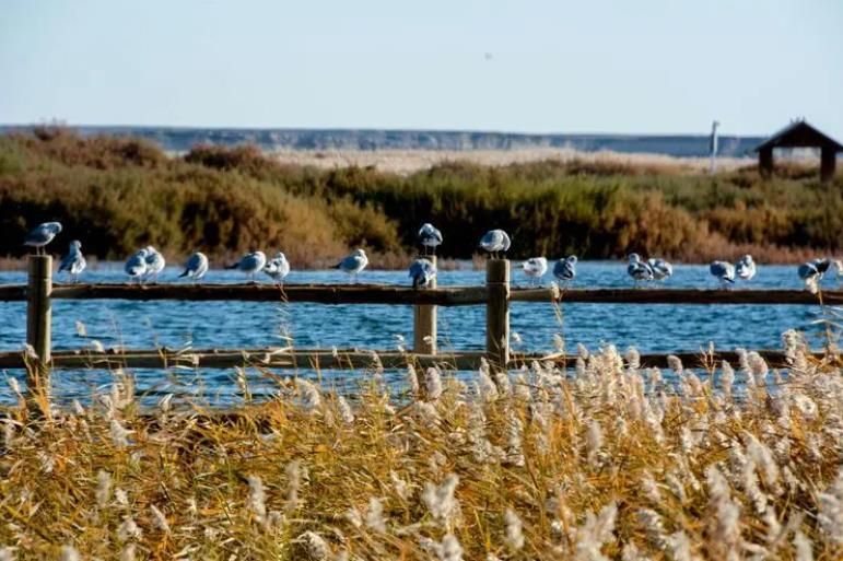 棰濇祹绾虫棗鑳℃潹鏋楅噾鑹茬殑绉嬪ぉ,棰濇祹绾虫棗鐨勯噾鑹茶儭鏉ㄦ灄