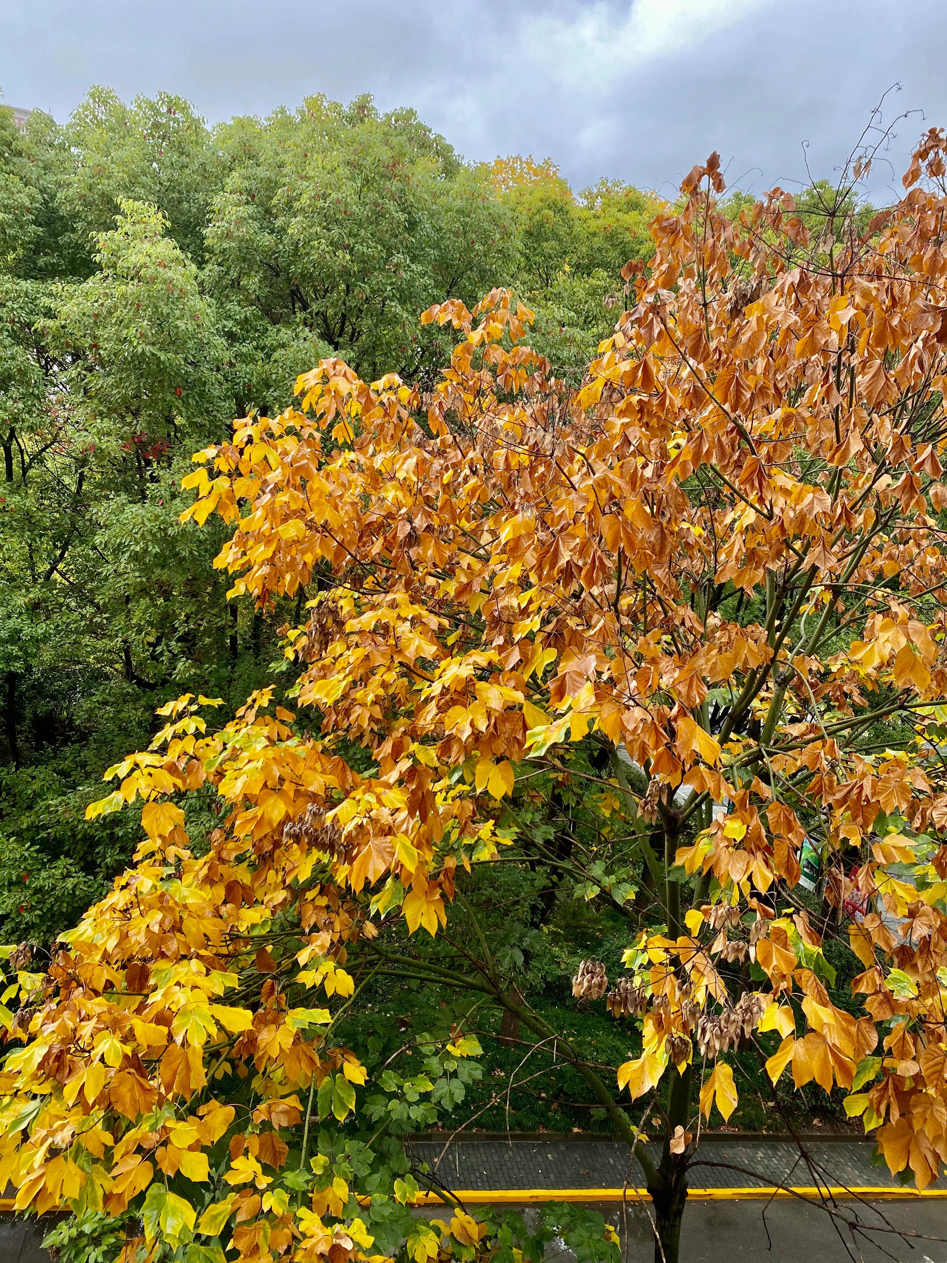 我爱我家我爱祖国诗歌,我爱我家我爱我的祖国