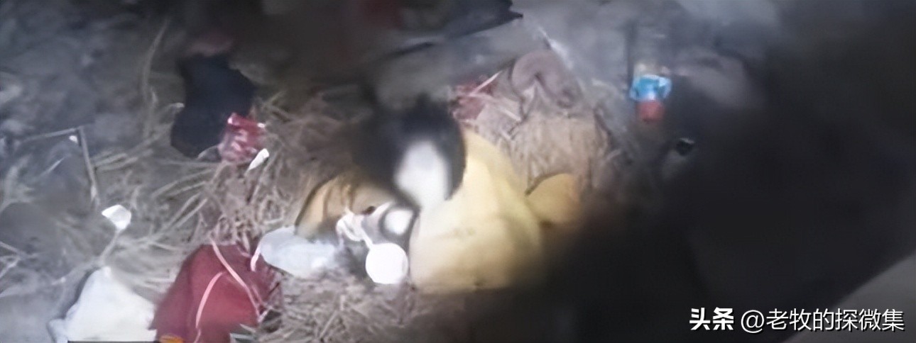 美国“魔鬼”父母：将13个亲生子女当狗养，被发现后叫嚣：我乐意