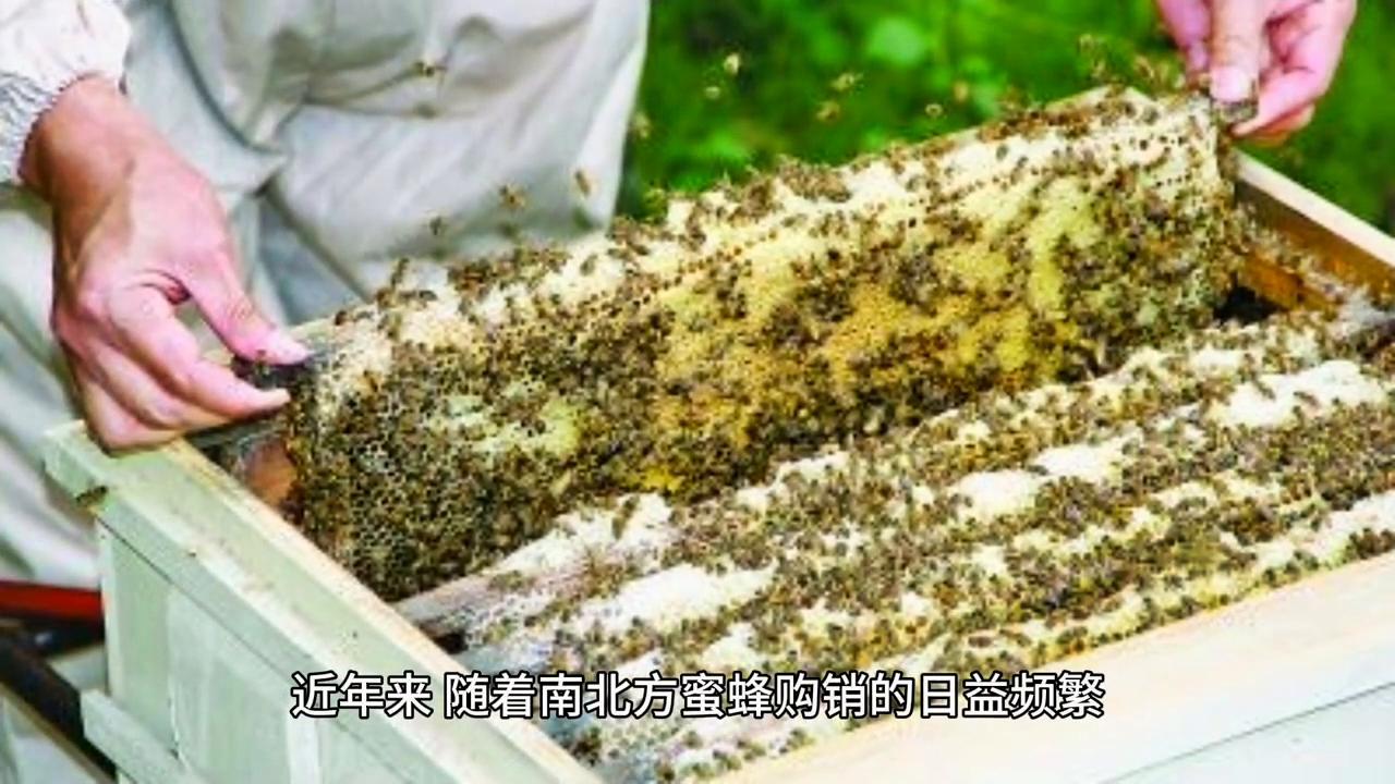 蜜蜂养殖最新杀螨技术,蜜蜂有蜂螨不治疗会有什么后果