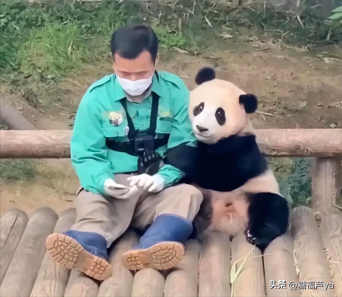 那些证明福宝是人的证据——毛皮大衣下是个小人精