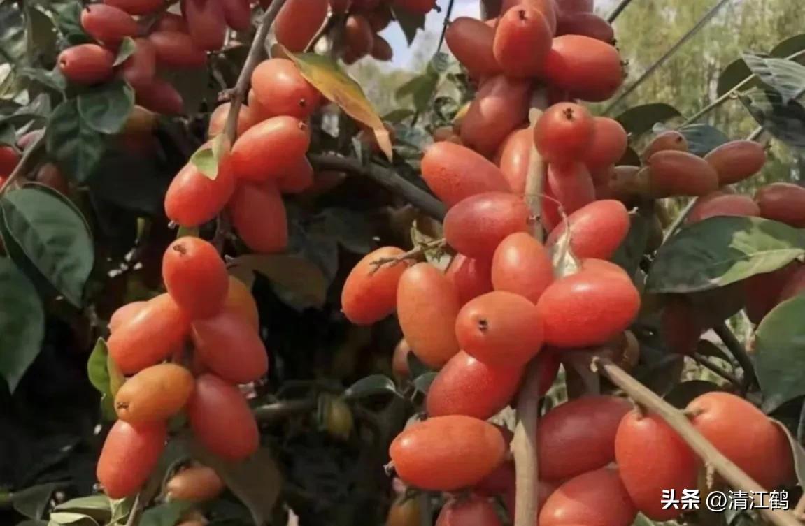 从未见过的稀奇物种,很多人没见过的奇怪生物