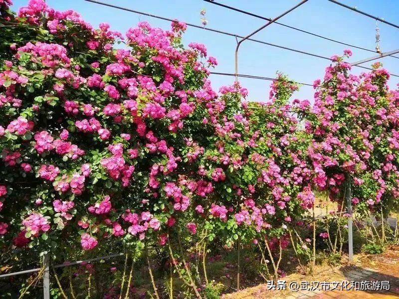 花朝河湾邀您来赏花,花朝河湾旅游景区本地人要门票吗