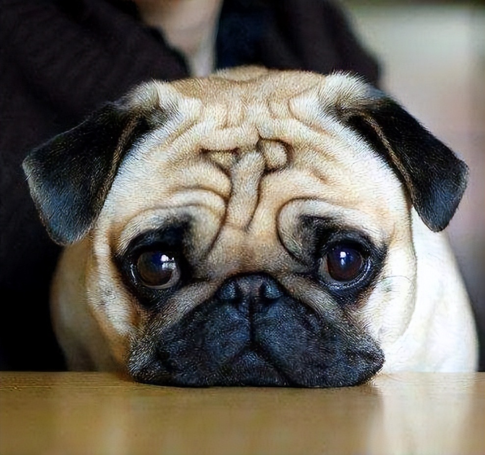 狗狗流眼泪眼睛有一层膜怎么回事,狗狗眼睛流眼泪还发蓝是什么原因