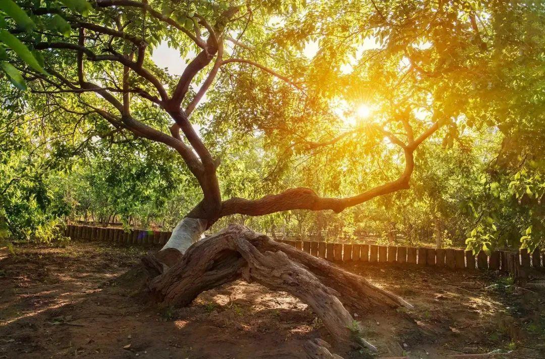 三十元的果酒推荐,30一斤的果酒贵吗