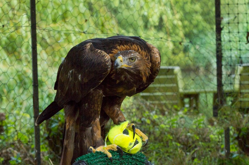 利爪的握力达750磅，110公斤的牛都被杀死，被金雕复仇有多可怕？