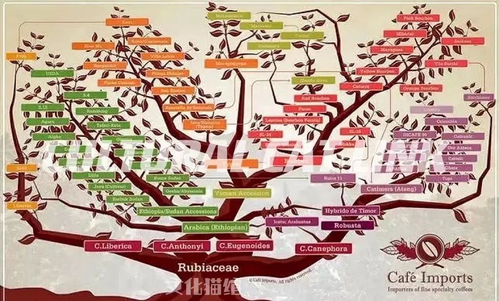 带您认识咖啡树咖啡果,咖啡树阿拉比卡豆
