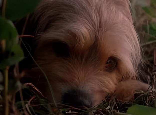 电影丛林赤子心影评,电影中的丛林赤子心