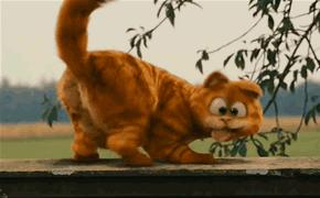 新手养猫可以养加菲猫吗,养加菲猫的十大缺点