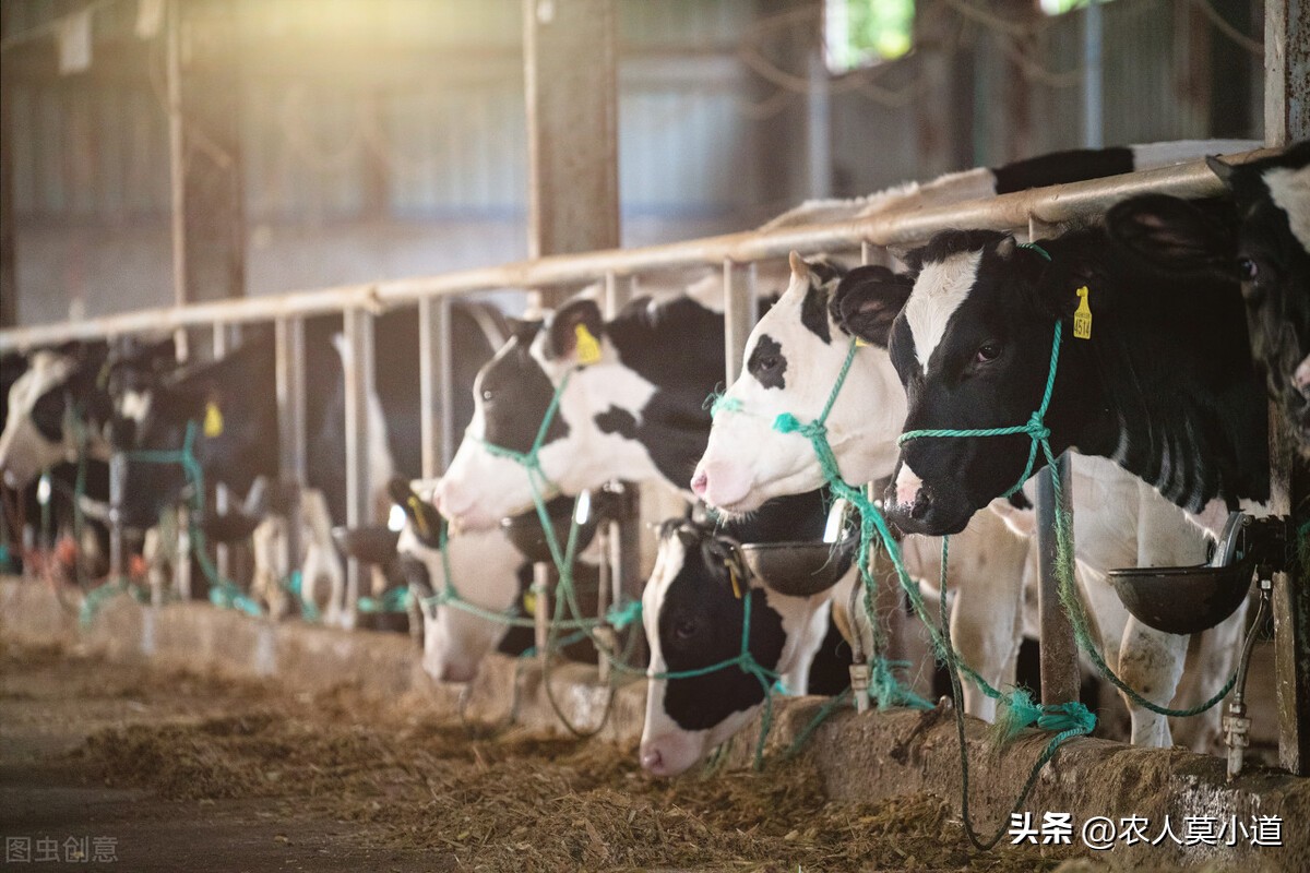 养牛养殖什么最好养,养牛怎么养殖最赚钱