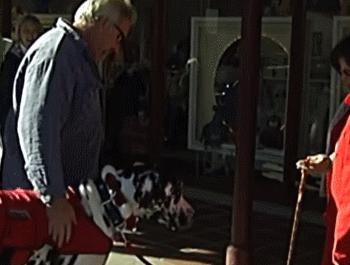 世界最大的狗要多少钱一只,世界上最大的狗狗排行榜第一名