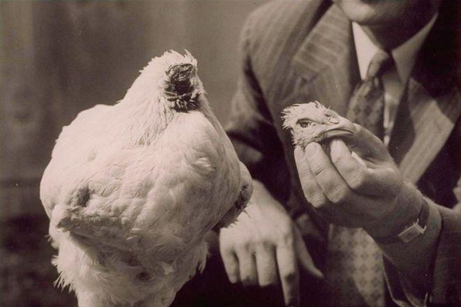 美国无头公鸡存活多久,美国无头鸡成功案例