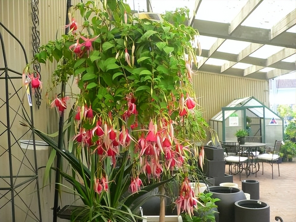 颜值超高的小清新植物,日本吊钟绿植有几个品种