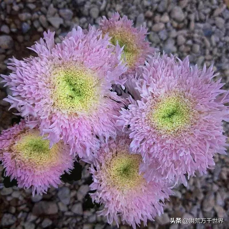 中国十大稀有珍贵菊花品种图片,一年四季开花的菊花有哪些品种