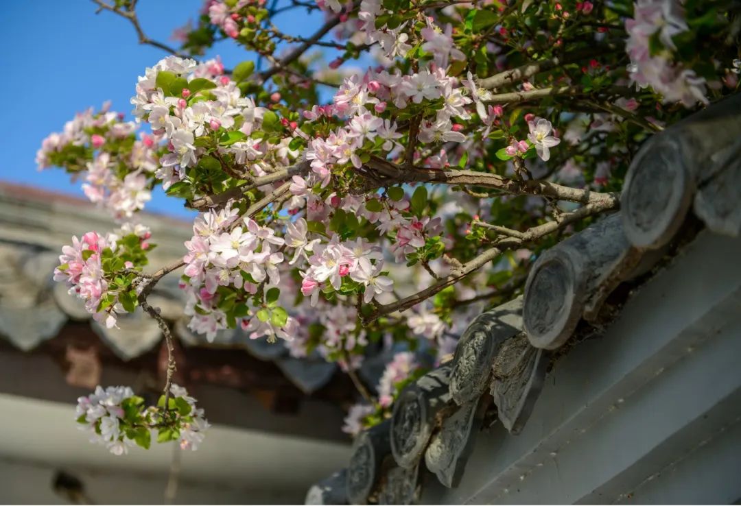 济南这个周末适合哪里赏花,济南春天赏花好去处