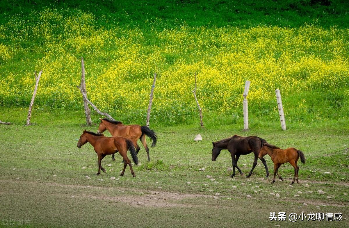 一生辛劳如画饼的生肖,前半生辛苦晚年幸福的三个生肖
