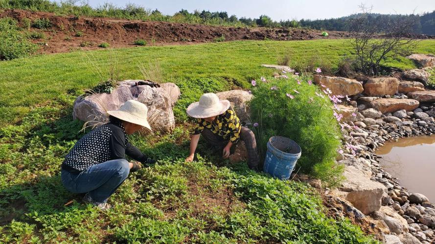 露天菜地被水淹过的蔬菜怎么挽救,雨水淹了蔬菜怎么办