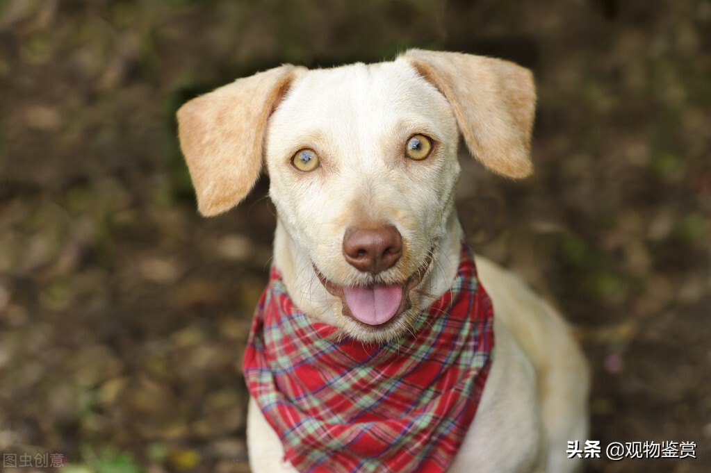 冬天衣服上的狗毛怎么处理,狗毛粘到油垢怎么去除