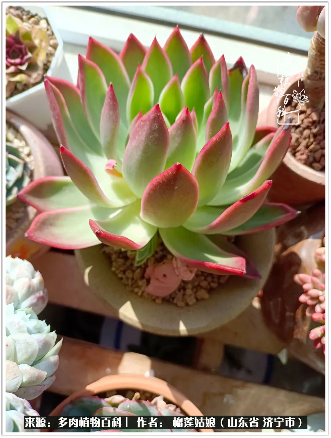 繁花似锦觅安宁淡如流水度一生,繁花似锦觅安宁淡云流水度人生