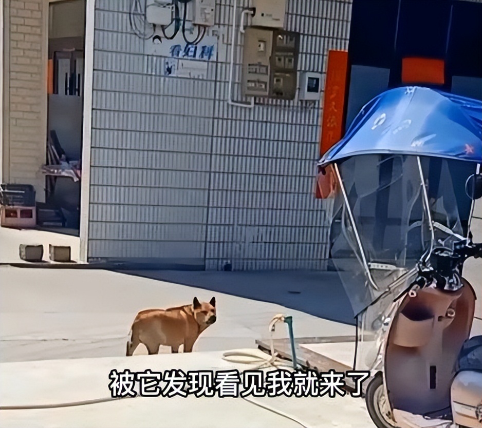 狗连续3年对兽医狂吠,狗因被割睾丸3年连续狂吠兽医