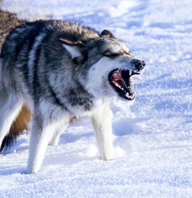 雪夜户外露营,雪夜歌曲