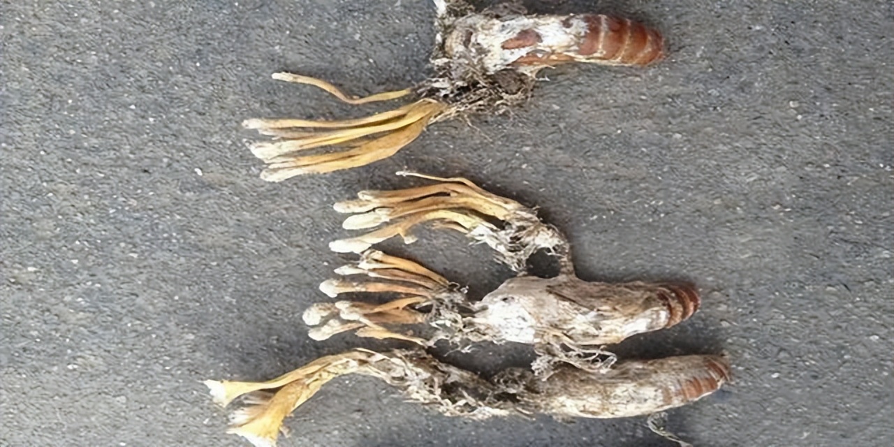 这些常见的野生菌,这些常见的野生菌你们都认识吗