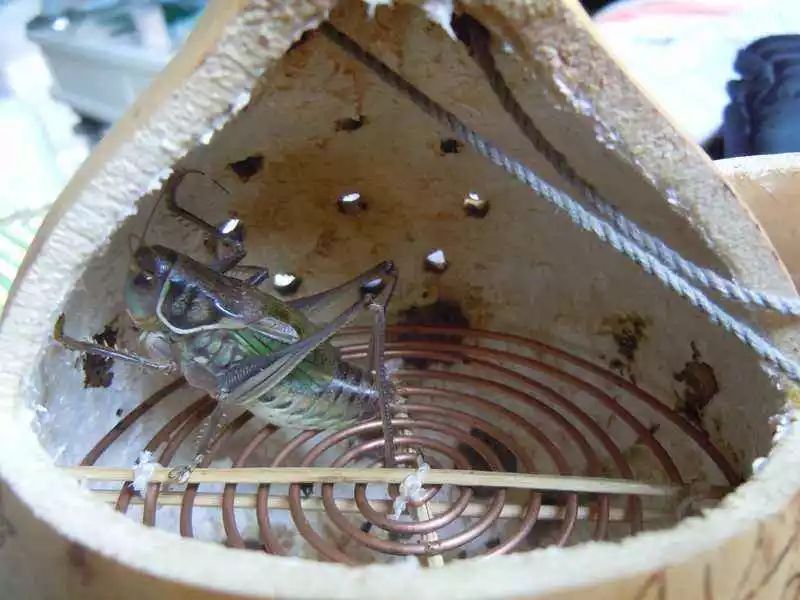 养猫养狗都养不活,养狗养猫养蜘蛛