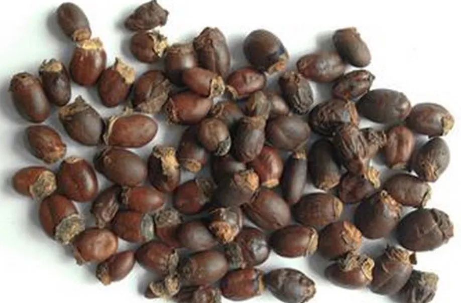 香甜爽口的荔枝,鲜美多汁甜度适中的荔枝