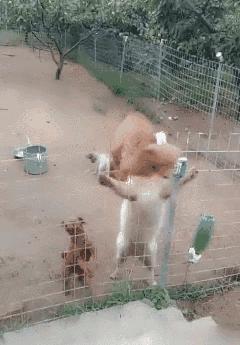 为什么不建议养公的泰迪,公泰迪为什么没有母泰迪听话