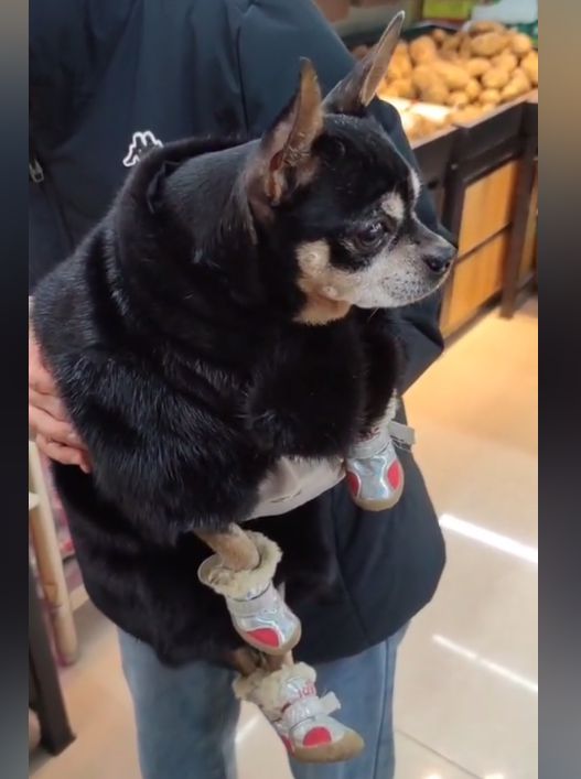 狗狗穿着定制的貂皮大衣,狗狗穿貂绒衣服视频