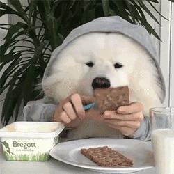 萨摩耶如何判断是不是串串,萨摩耶纯种和串子都有哪些区别