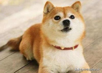 狗狗打喷嚏鼻涕有血怎么回事,狗狗经常哼哼喷鼻涕