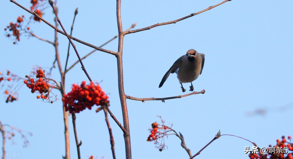 太平鸟真的好吗,太平鸟好看的新款