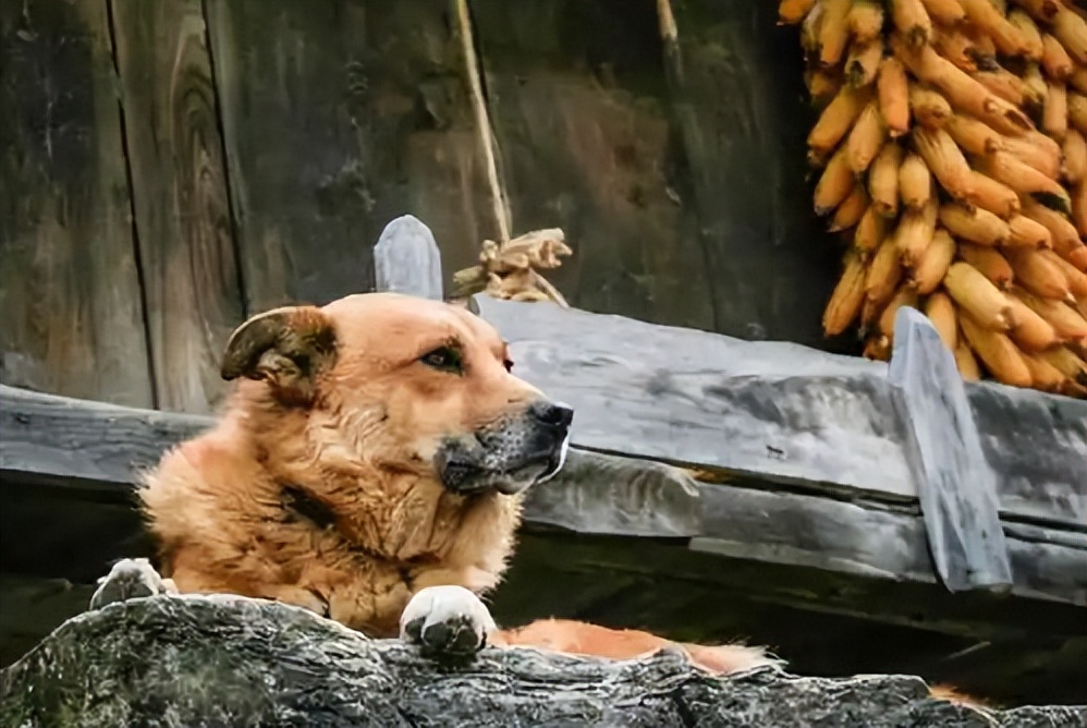 狗在死前为什么要离家出走,老狗不进家门是什么意思