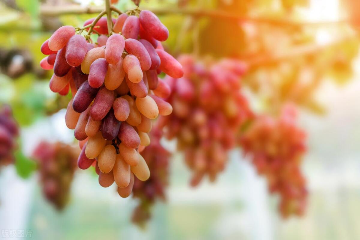 水果分类的方法有几种,水果知识科普怎样挑水果