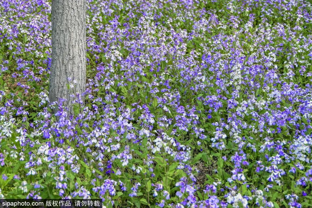 京城四月花事多,在二月兰花海中遇见小松鼠~