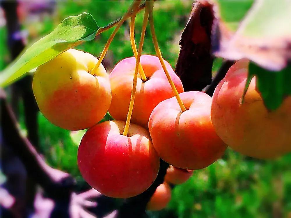 西府海棠花白色,西府海棠花骨朵