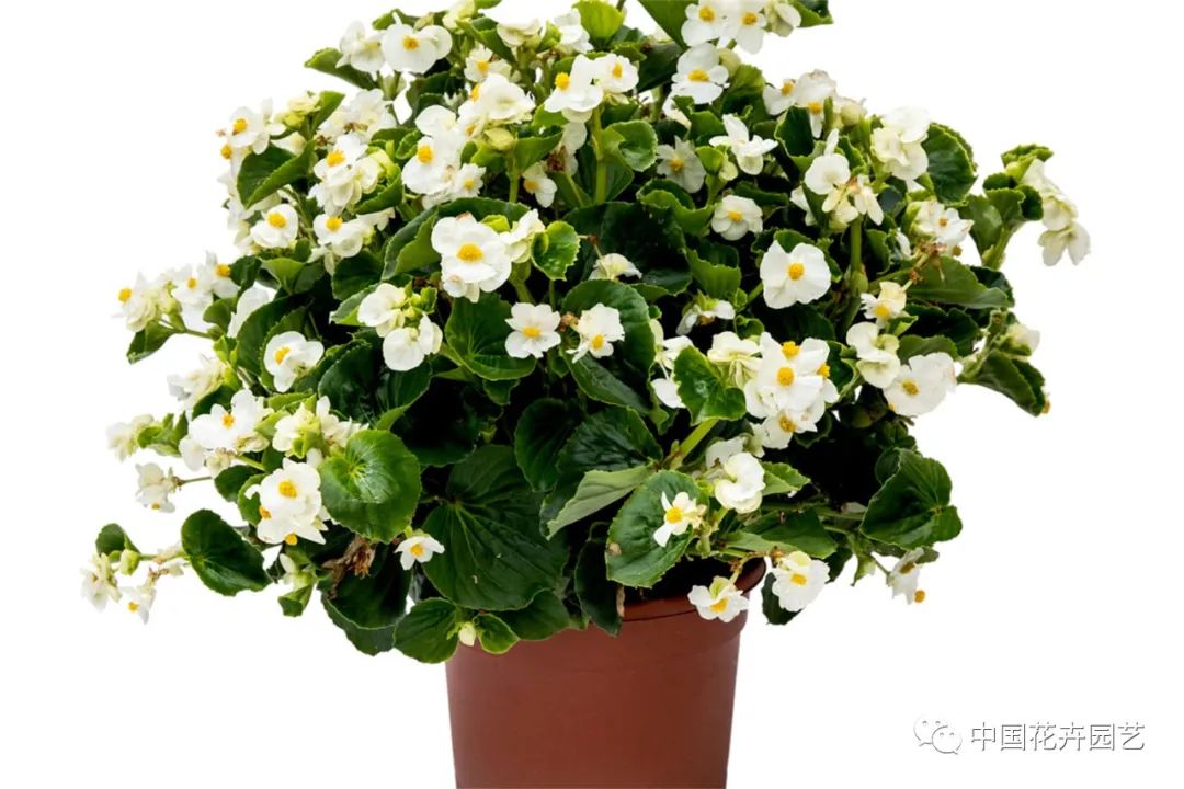 鑺卞崏鍝佺灞曠ず,鏂颁紭鑺卞崏鍝佺灞曠ず