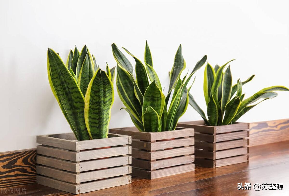 居家宜放什么绿植比较好,居家客厅适合摆放什么绿植