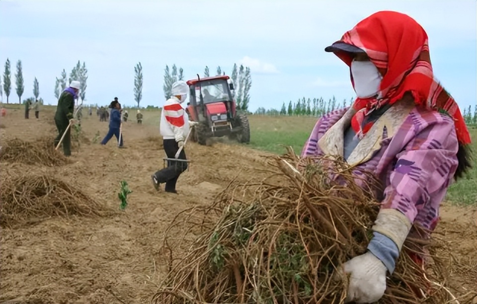 甘肃女子变卖家产花千万开发沙漠,女子砸千万家产完整版