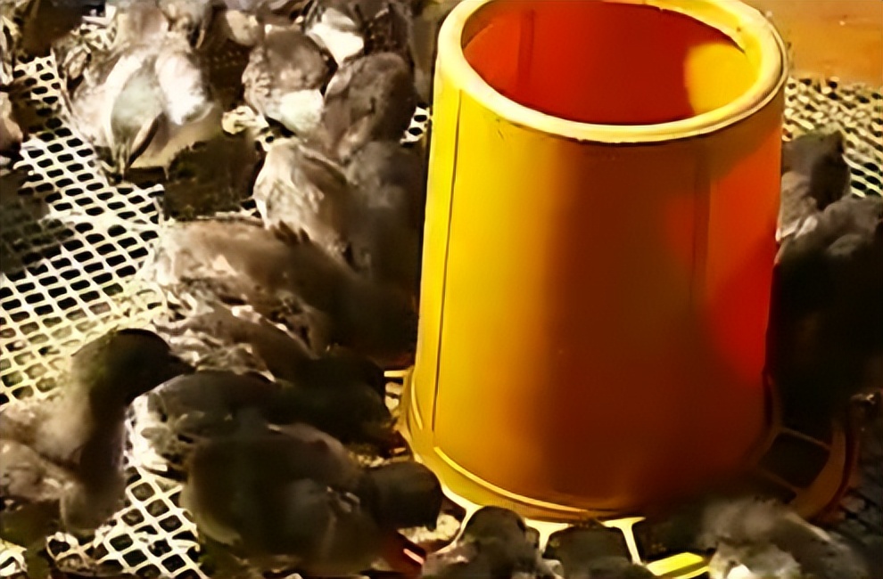 男子将500多万财产留给女友,男子四川娶上亿富豪