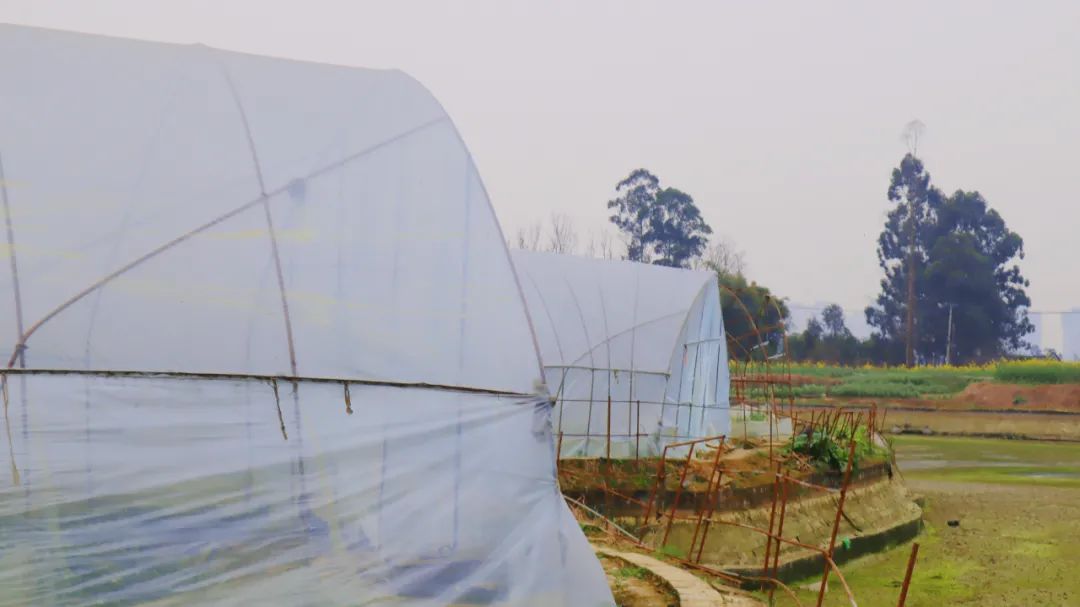 成都市区现实版桃花源记在哪里,成都公交可达的古镇