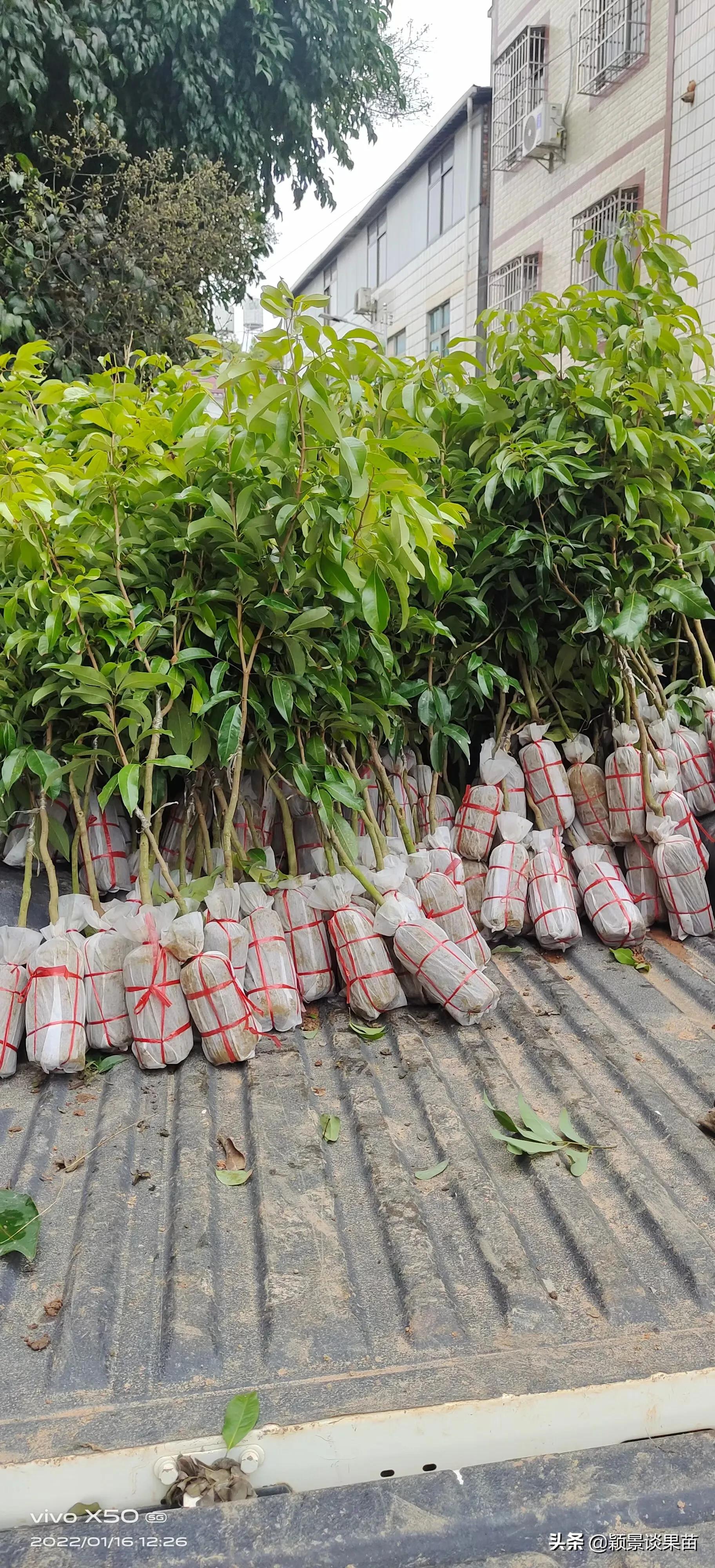 适合南宁种的水果树苗,适合广西种的阳台水果苗