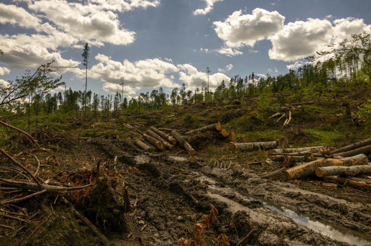 专业无害化处理,纯天然无公害
