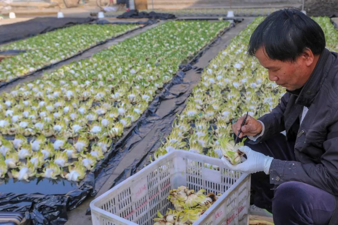 地标馆|水沉为骨玉为肌不“装蒜”的水仙花是真正的水中仙