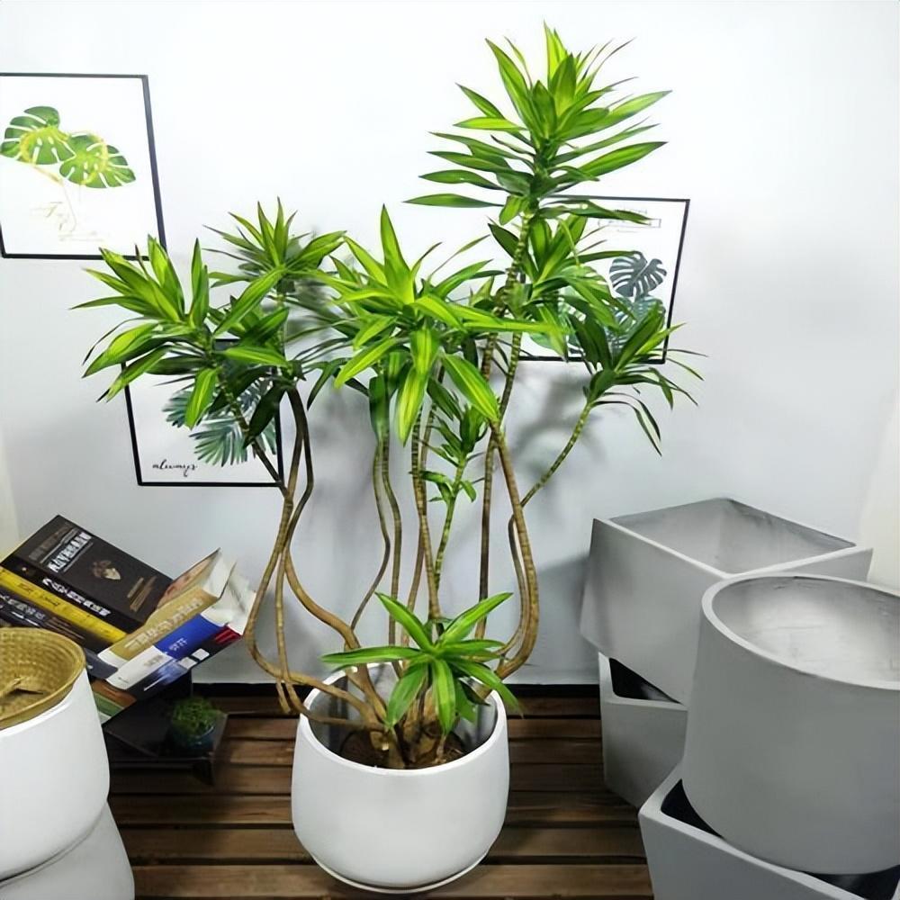 十大最旺财的家里可养的树,6种吉利树适合客厅养